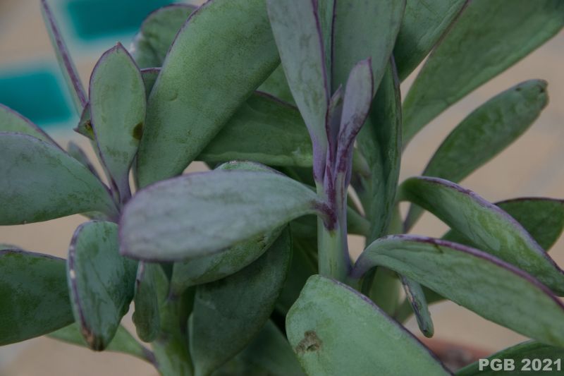 A photo of Senecio crassissimus