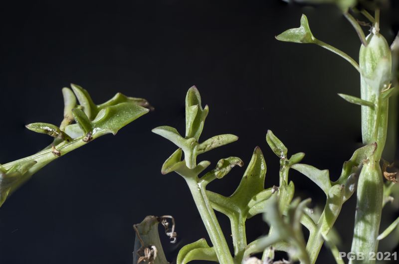 A photo of Senecio articulatus