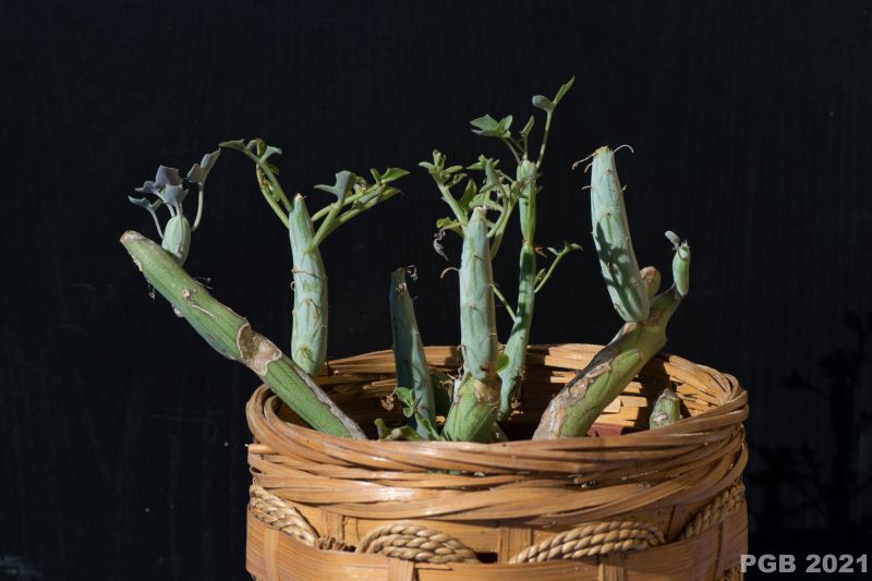 A photo of Senecio articulatus