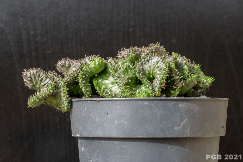 Foto de un cactus que se está identificando actualmente