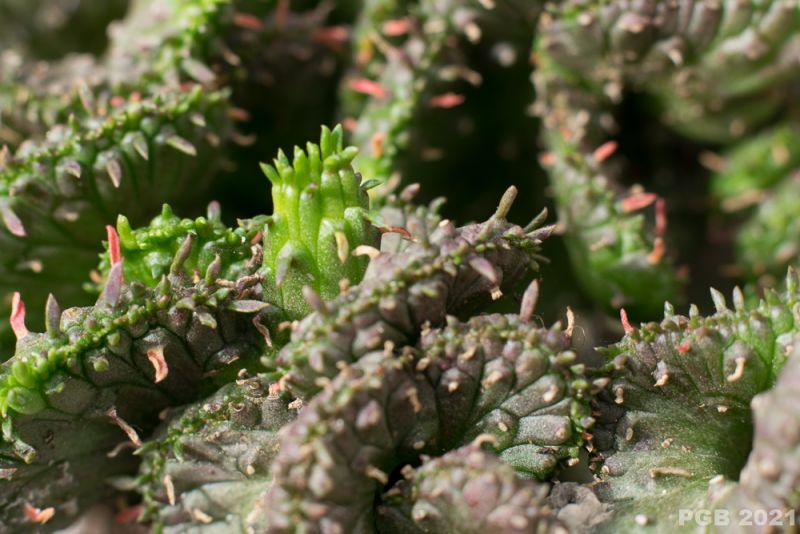 Foto de un cactus que se está identificando actualmente