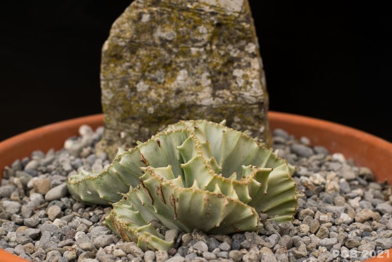 A photo of Euphorbia lactea fma. crestada