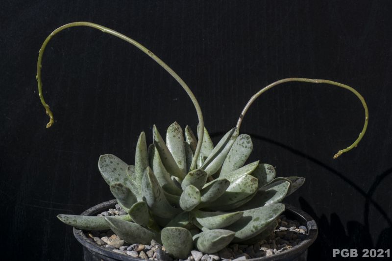 Una foto de Adromischus umbraticola  