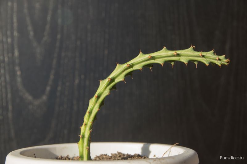Foto de un cactus que se está identificando actualmente
