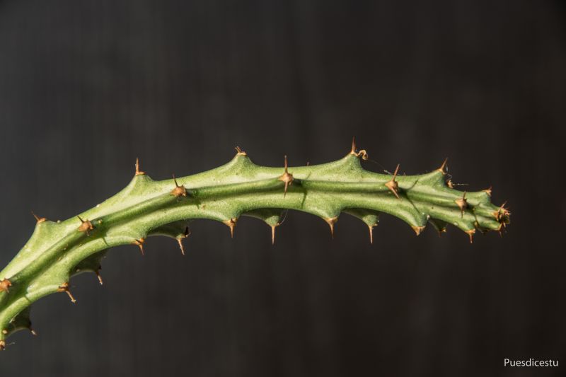 Foto de un cactus que se está identificando actualmente