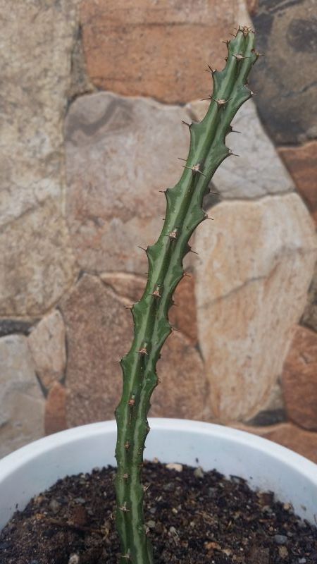 Foto de un cactus que se está identificando actualmente