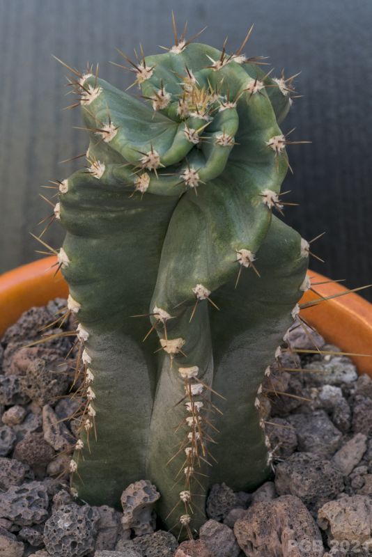 A photo of Cereus forbesii f. spiraliforme