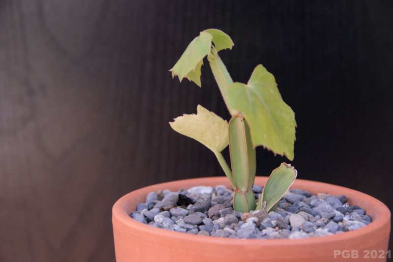 Una foto de Cissus cactiformis
