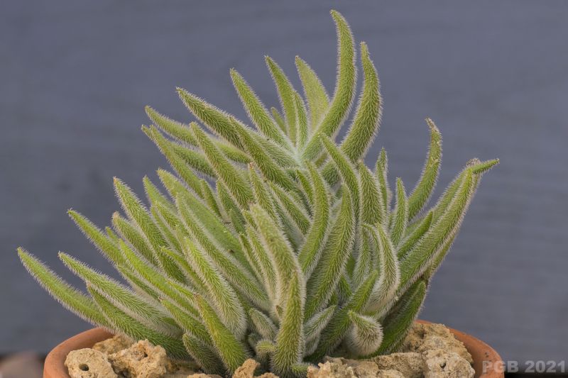 A photo of Crassula mesembryanthemoides