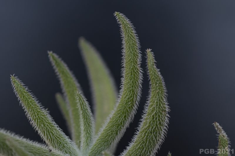 A photo of Crassula mesembryanthemoides