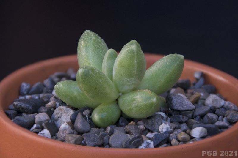 A photo of Pachyphytum compactum