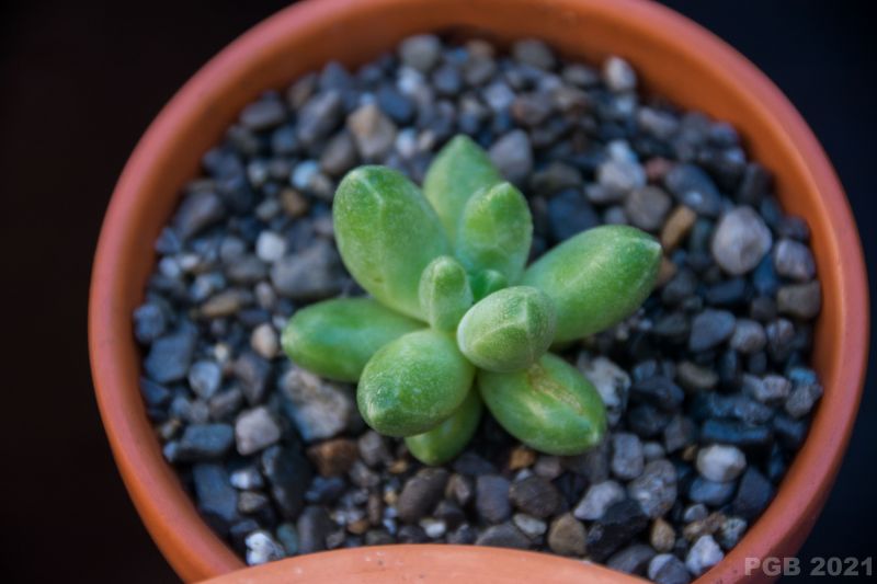 A photo of Pachyphytum compactum
