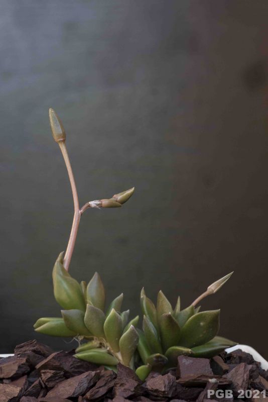 Una foto de Anacampseros rufescens