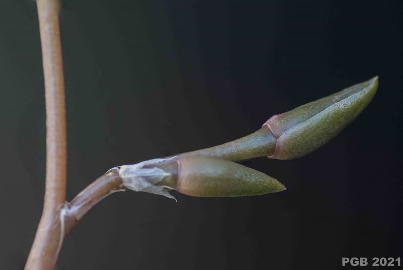 Una foto de Anacampseros rufescens