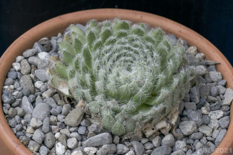 Una foto de Sempervivum ciliosum  