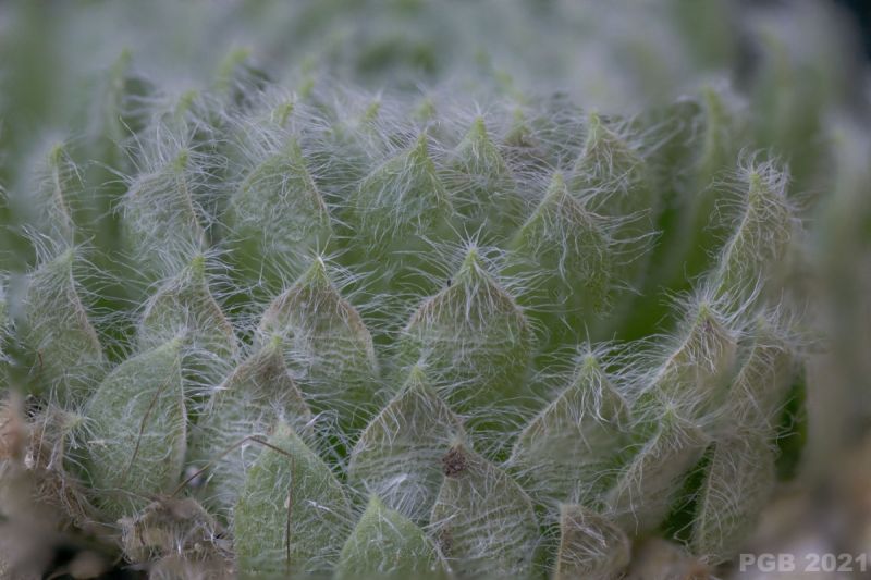 Una foto de Sempervivum ciliosum  