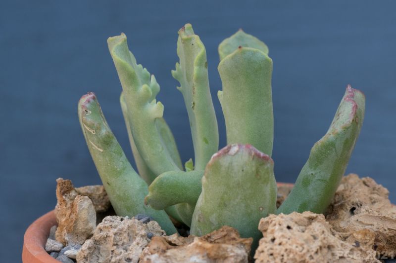 Una foto de Cotyledon orbiculata