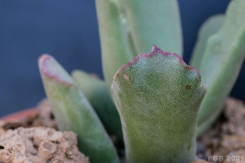 Una foto de Cotyledon orbiculata