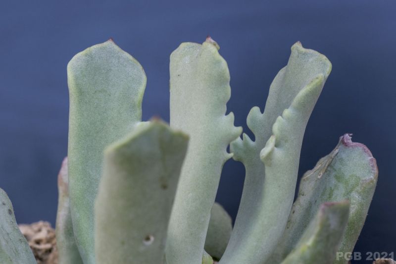 Una foto de Cotyledon orbiculata