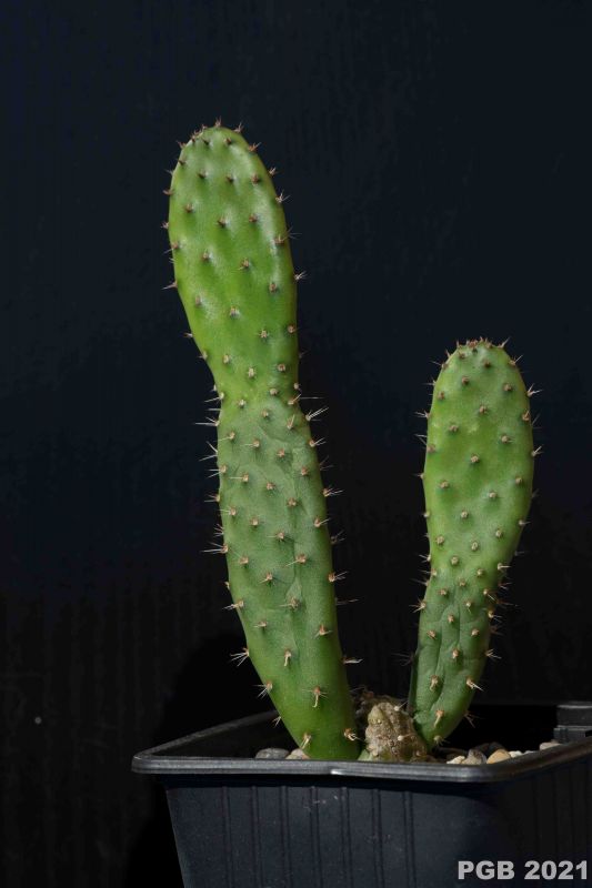 Photo of a cactus currently being identified