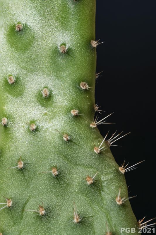 Photo of a cactus currently being identified