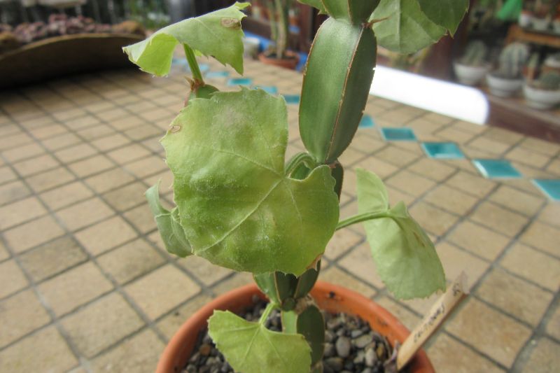 Una foto de Cissus cactiformis