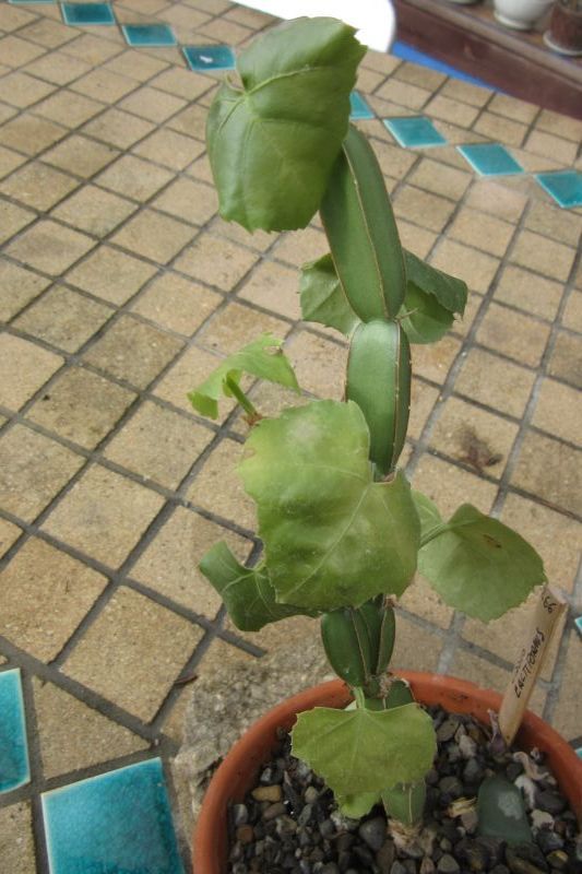 Una foto de Cissus cactiformis