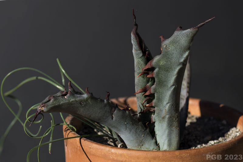 Una foto de Agave salmiana var. ferox