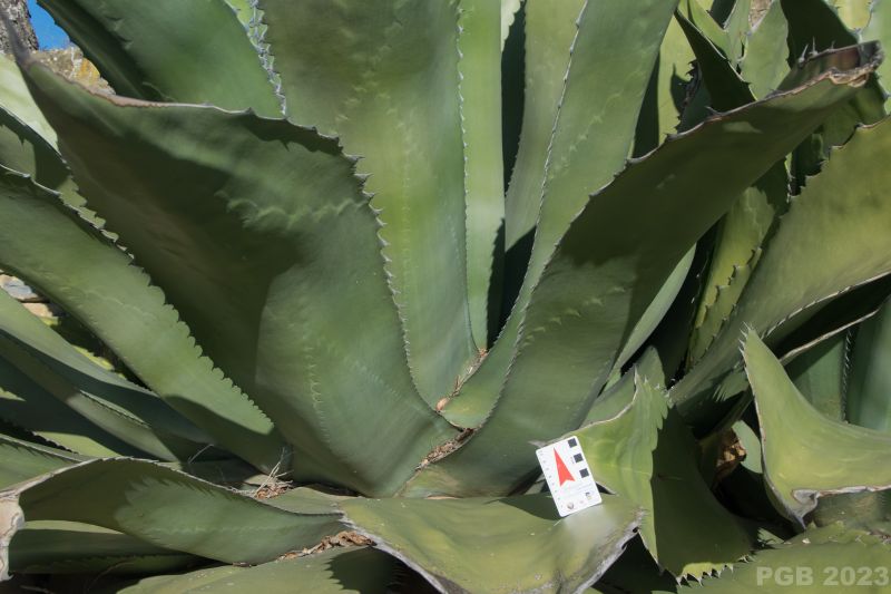 Una foto de Agave salmiana var. ferox