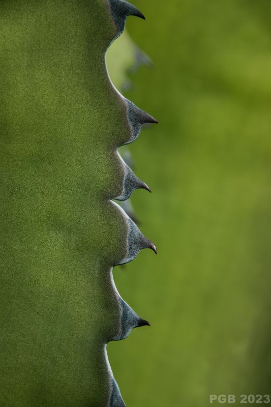 Una foto de Agave salmiana var. ferox