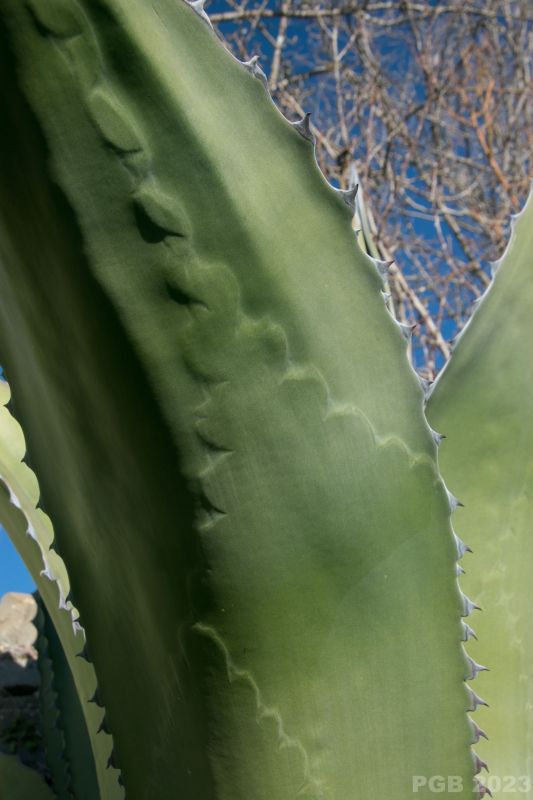 Una foto de Agave salmiana var. ferox