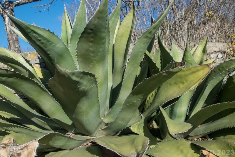 Una foto de Agave salmiana var. ferox