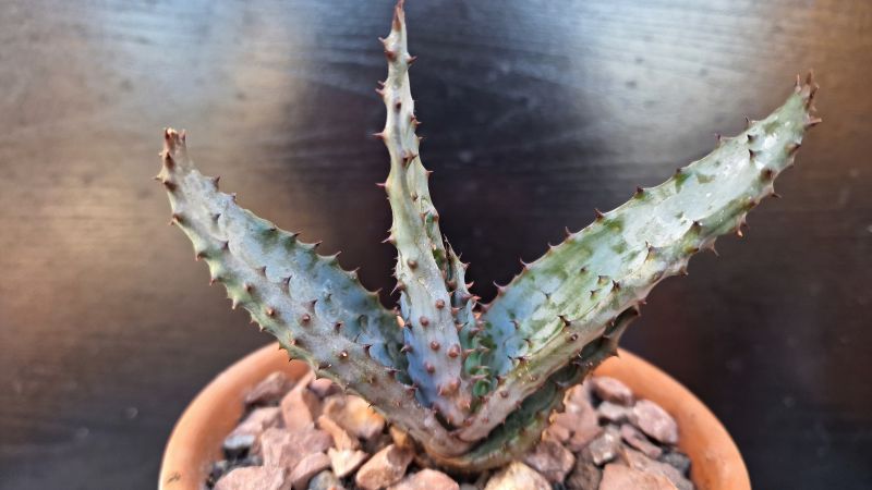 Photo of a cactus currently being identified