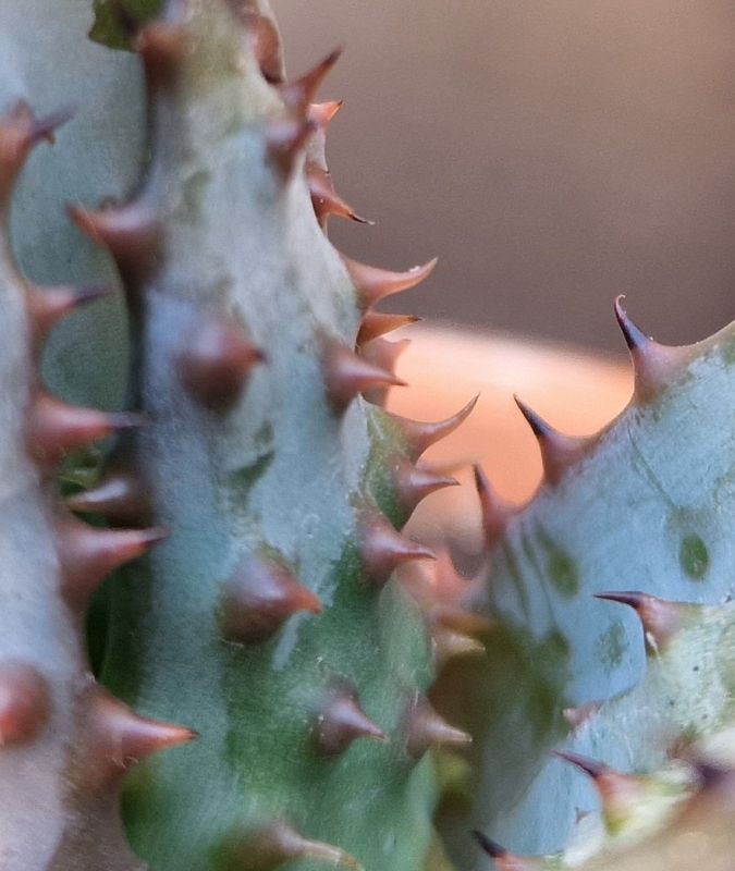 Photo of a cactus currently being identified