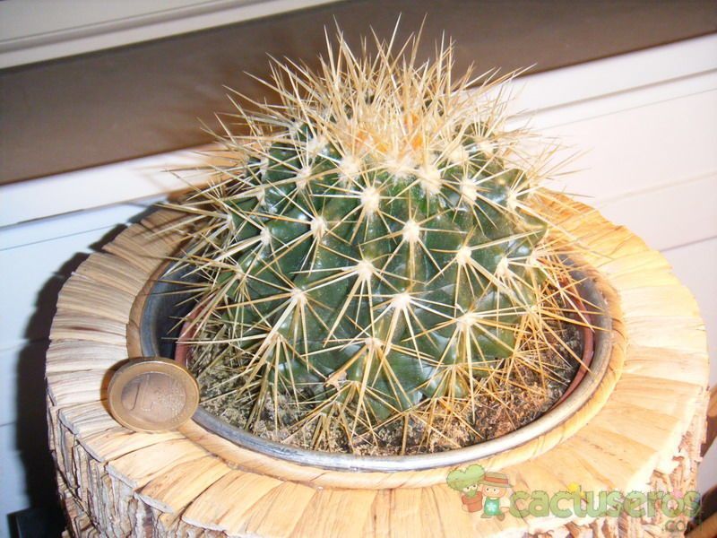 A photo of Echinocactus grusonii