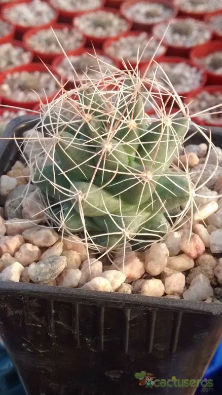 A photo of Mammillaria decipiens ssp. decipiens