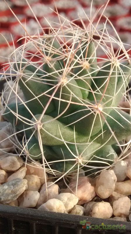 A photo of Mammillaria decipiens ssp. decipiens