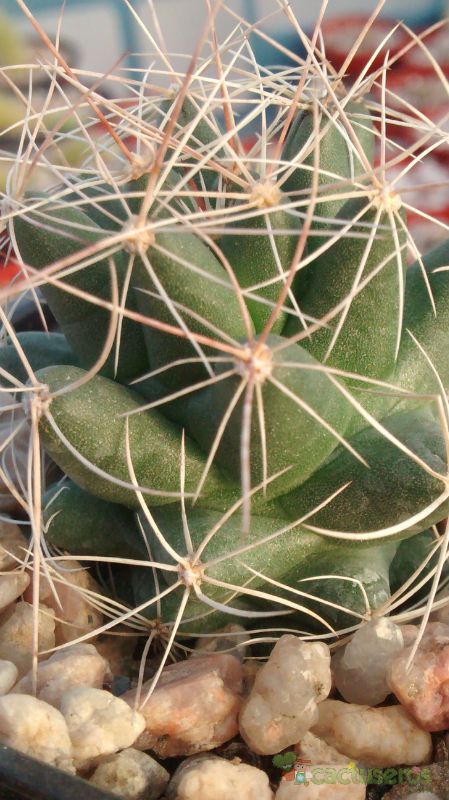 A photo of Mammillaria decipiens ssp. decipiens
