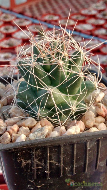 A photo of Mammillaria decipiens ssp. decipiens