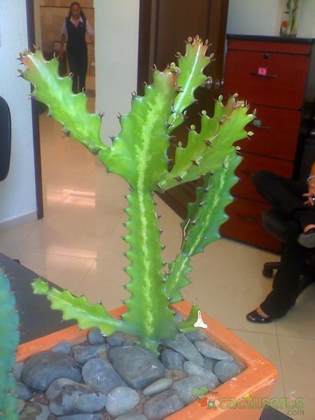 A photo of Euphorbia lactea