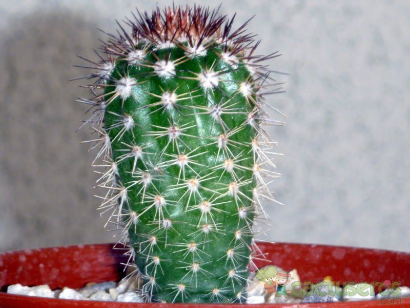 Una foto de Echinocereus stoloniferus var. tayopensis