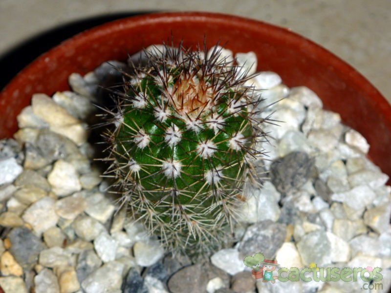 Una foto de Echinocereus stoloniferus var. tayopensis