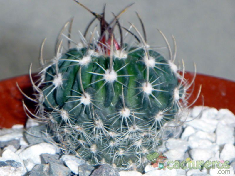 Una foto de Stenocactus multicostatus