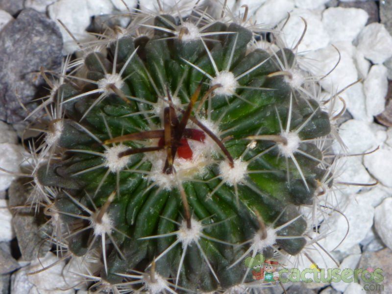 Una foto de Stenocactus multicostatus