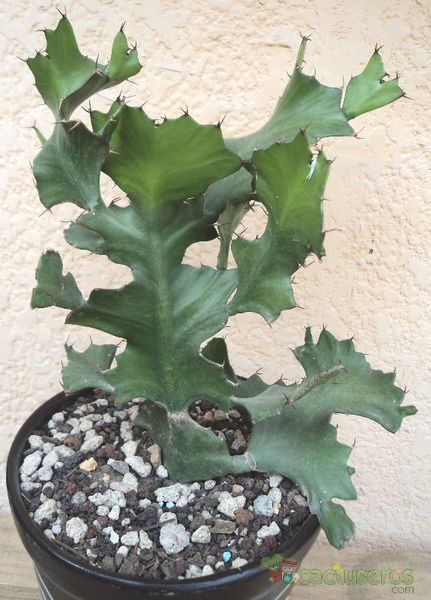 Una foto de Euphorbia bougheyi