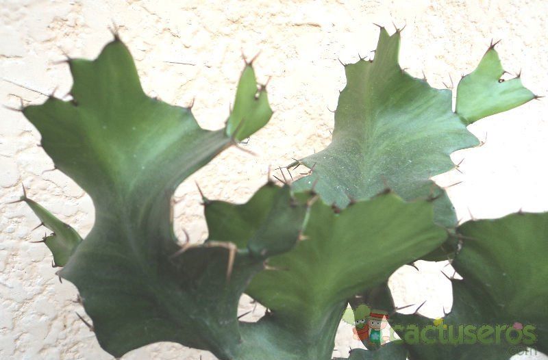 Una foto de Euphorbia bougheyi