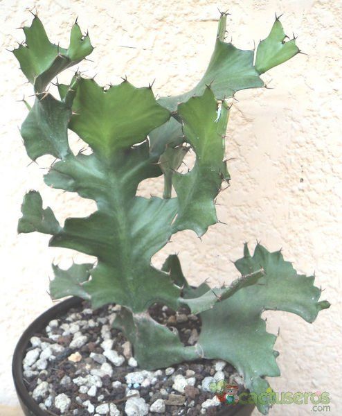 Una foto de Euphorbia bougheyi