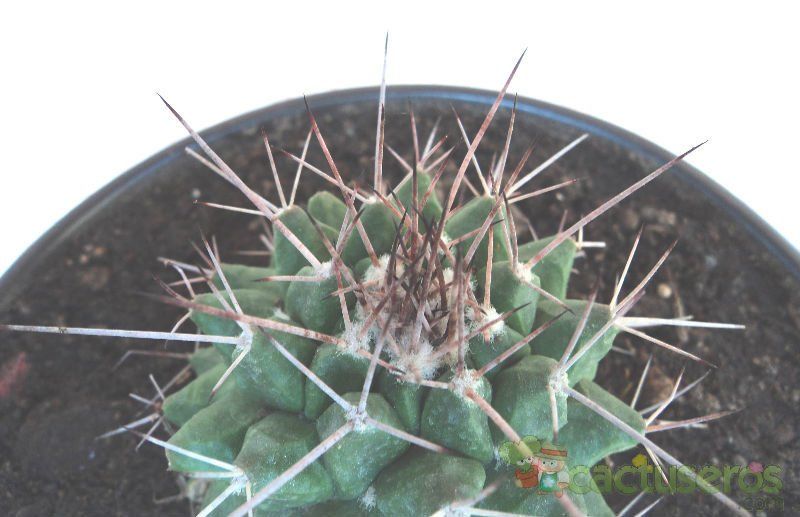 A photo of Mammillaria carnea
