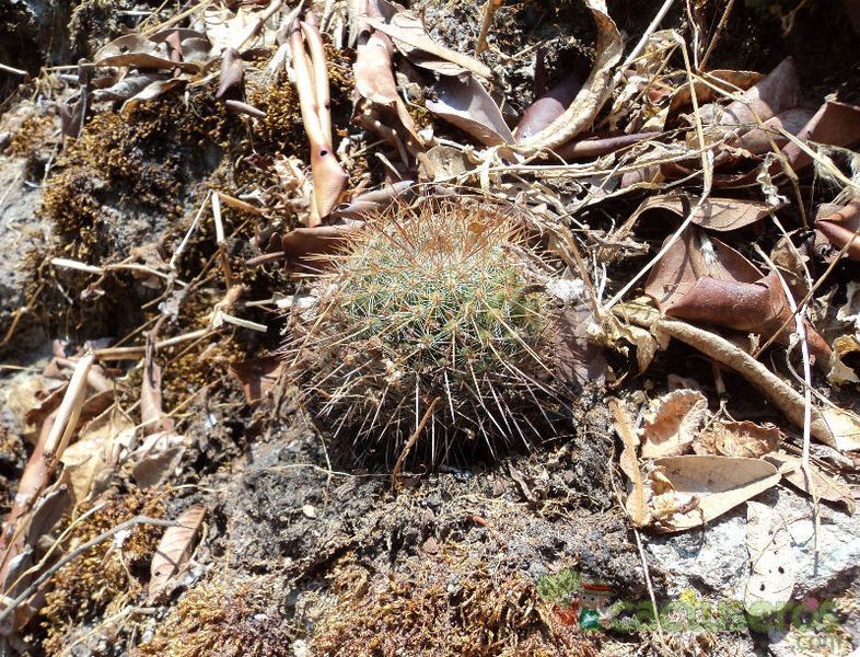 A photo of Mammillaria nunezii