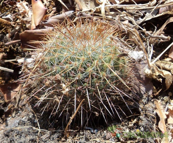 A photo of Mammillaria nunezii